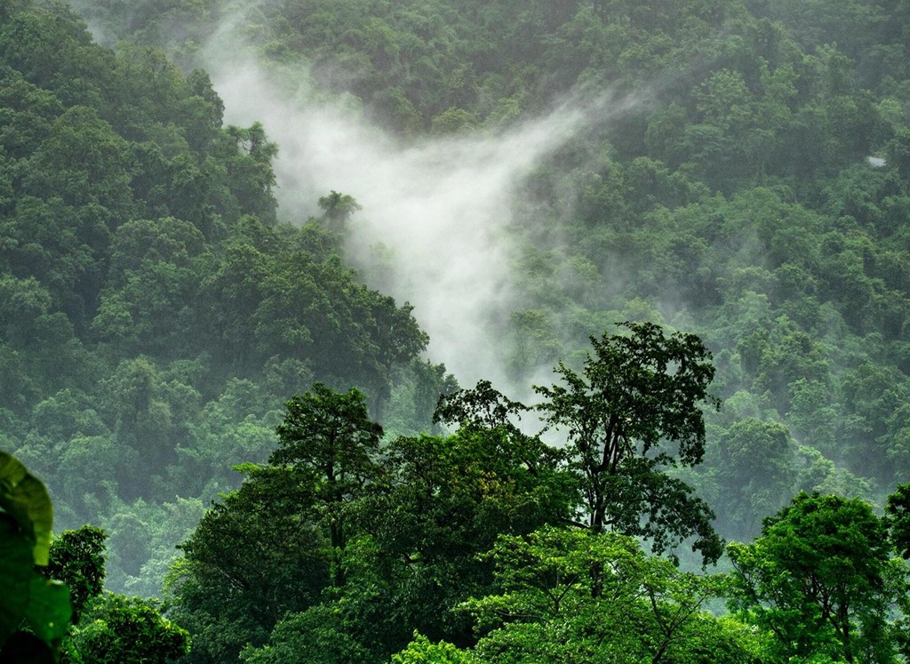 Forest - Bhutan